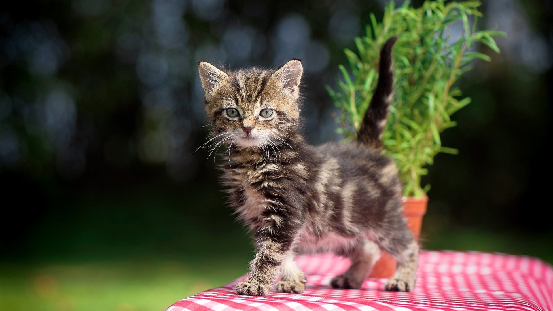 开云体育官网-独行侠团队浪潮席卷广厦，浓眉孤峰擎天定乾坤