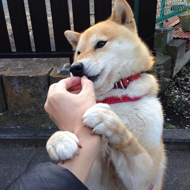 红牛式胜利，山西队以F1年度争冠般的专注完胜鹈鹕