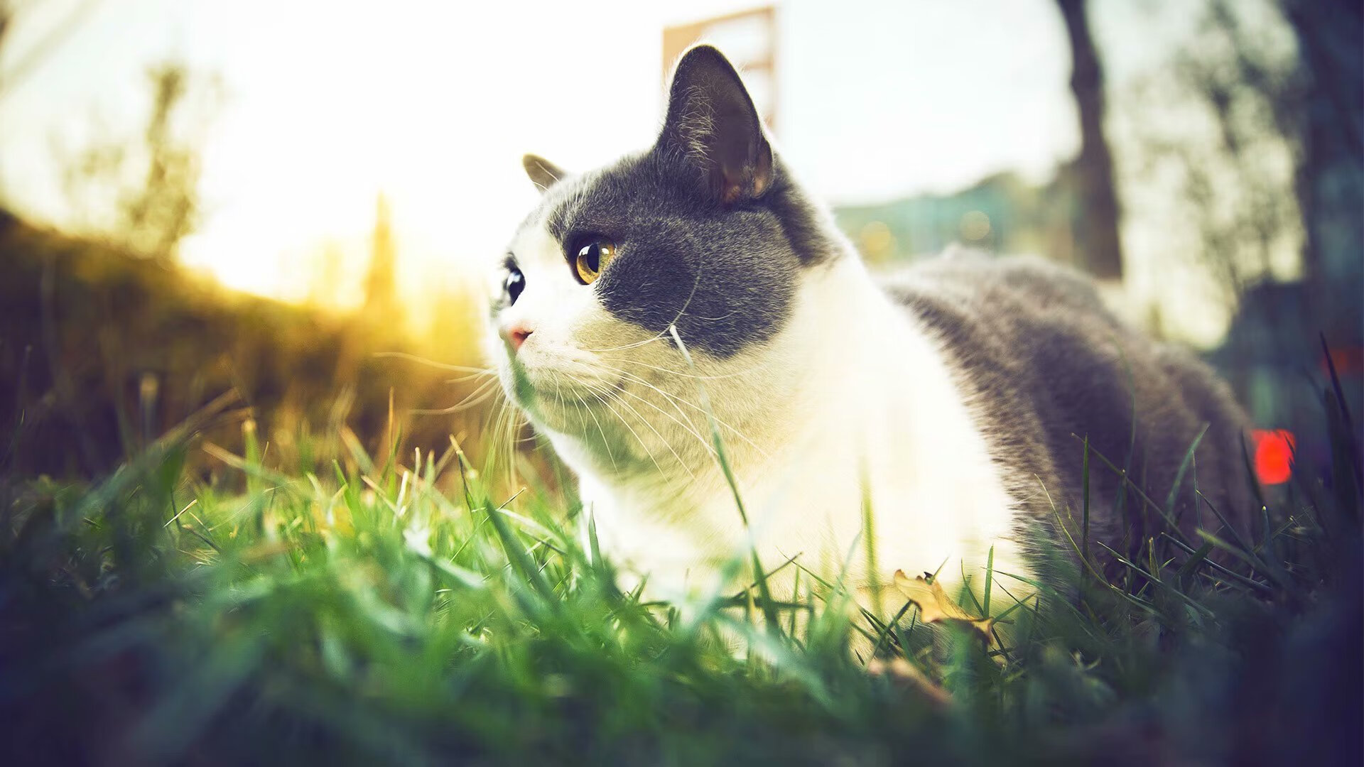 切特·霍姆格伦，当七尺蜘蛛织网，篮网只能束手无策