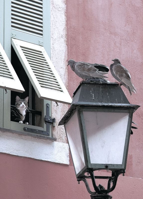 27分钟,一场闪电战,阿尔瓦雷斯爆发唤醒沉睡巨人,雷恩导演速胜厄瓜多尔的战术革命