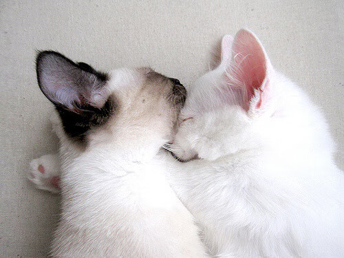 坎尼战吼,奥亚尔萨瓦尔的大场面艺术与伊朗的罗马之路