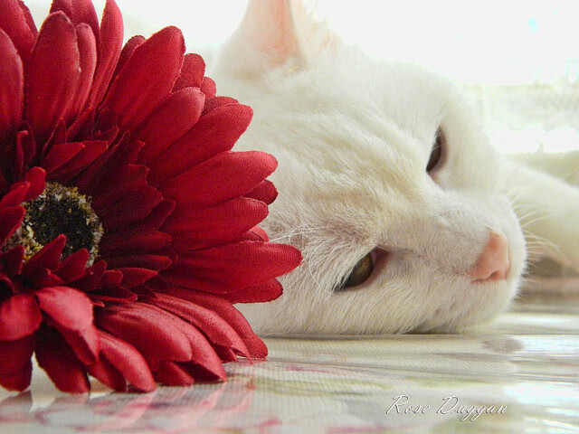 镰刀与王冠，当布克的火焰焚毁严寒，萨克拉门托的意志冰封东北虎