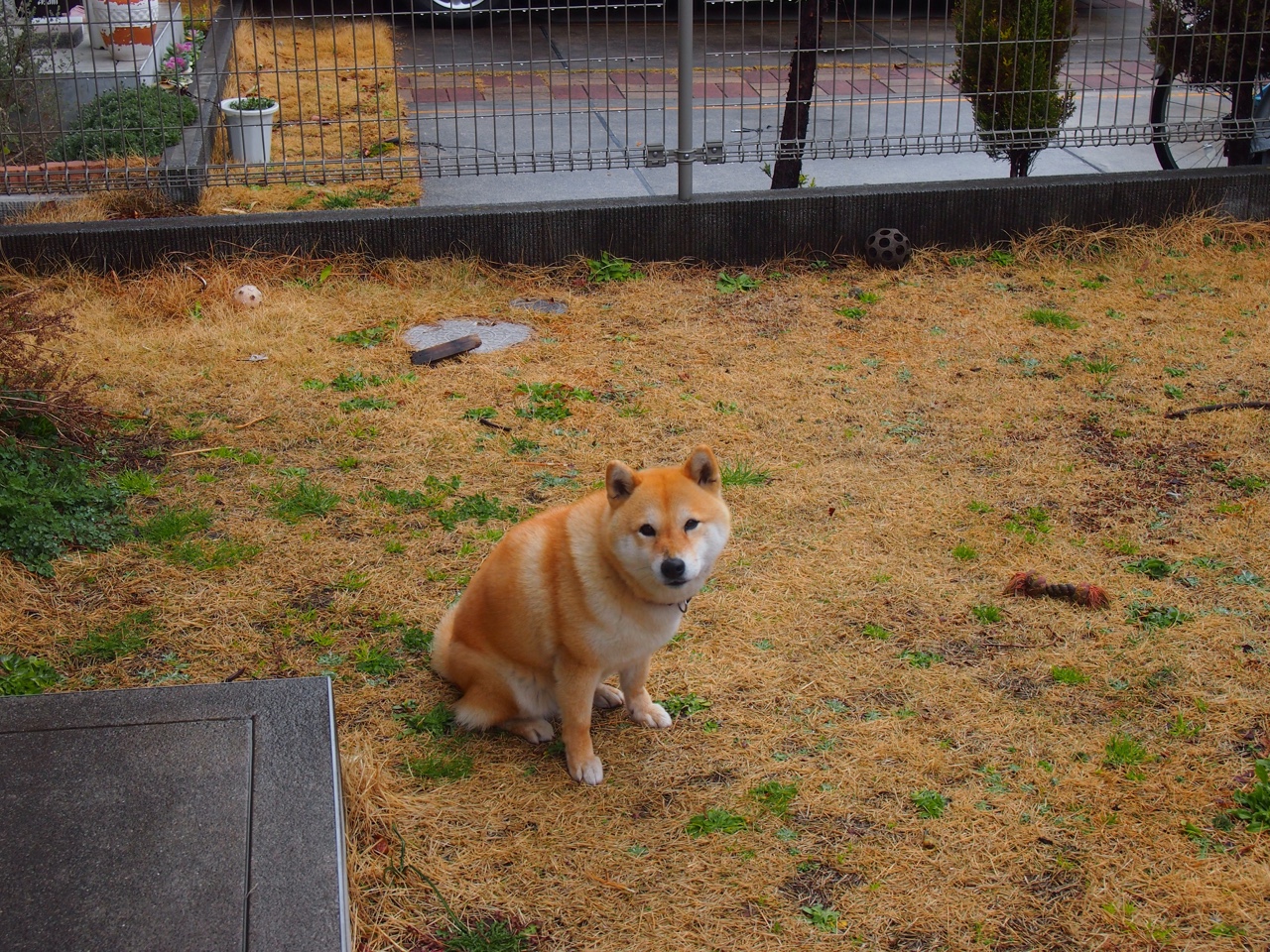 蓝鹰的绝境涅槃，欧冠决赛焦点战中拉齐奥向死而生，力克多特蒙德