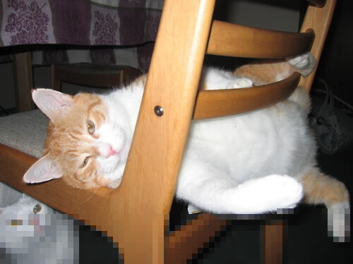 蓝桥新核!委内瑞拉国脚奥利维耶打出统治级数据,切尔西晋级路再添强援