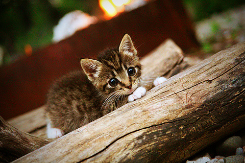 锡安奇兵，当辽宁铁骑席卷迈阿密，罗马新王接管永恒之城