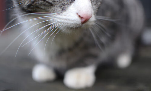 当杰古赫特撞上万神殿，戈麦斯的欧冠史诗之夜