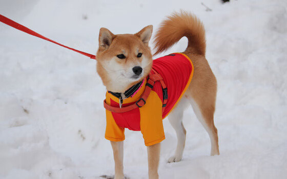 2026世界杯之夜，当德罗赞的硬仗基因照亮绿茵场