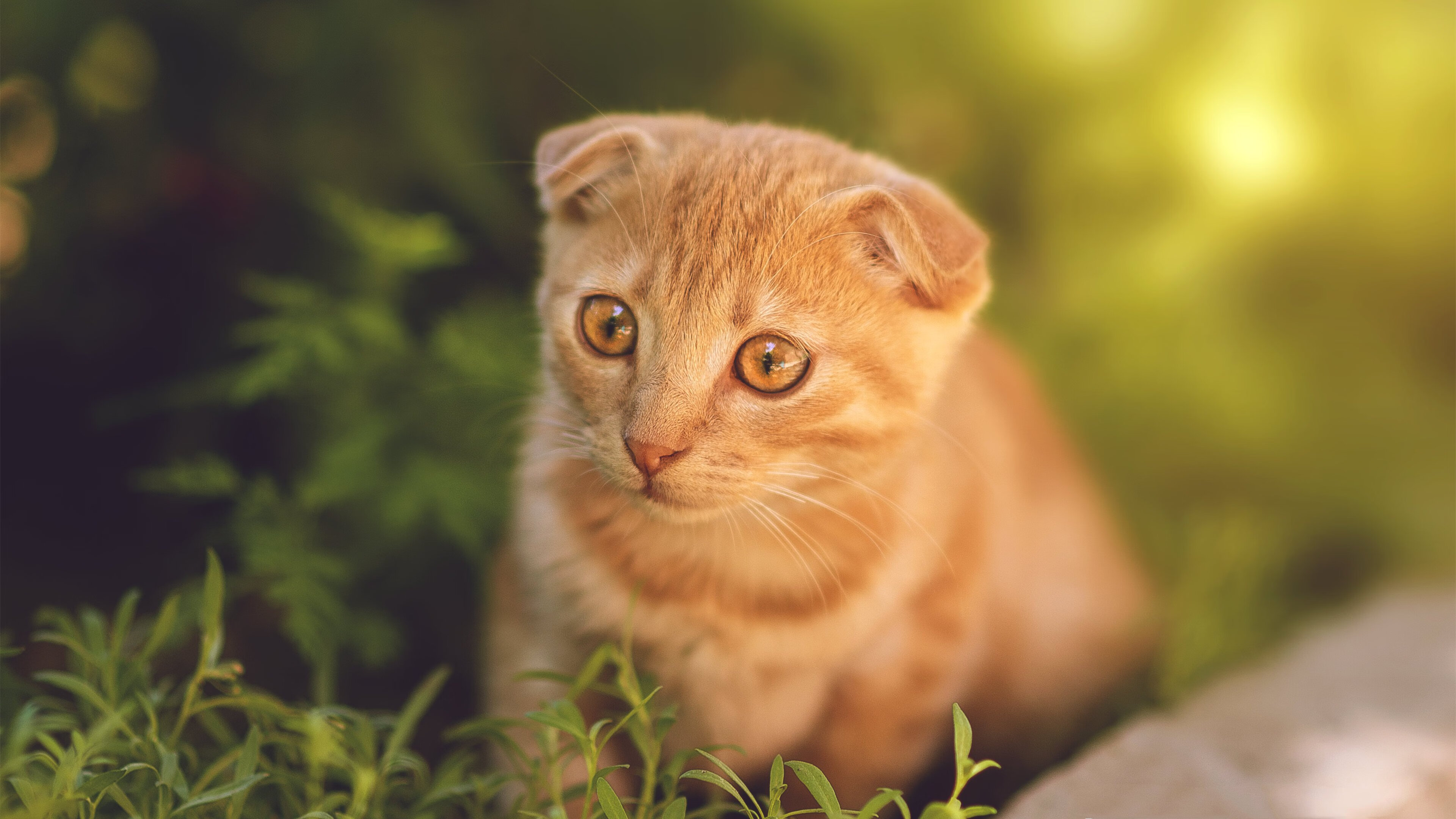 克瓦拉茨赫利亚魔力全开，安哥拉决胜局逆袭莱比锡红牛