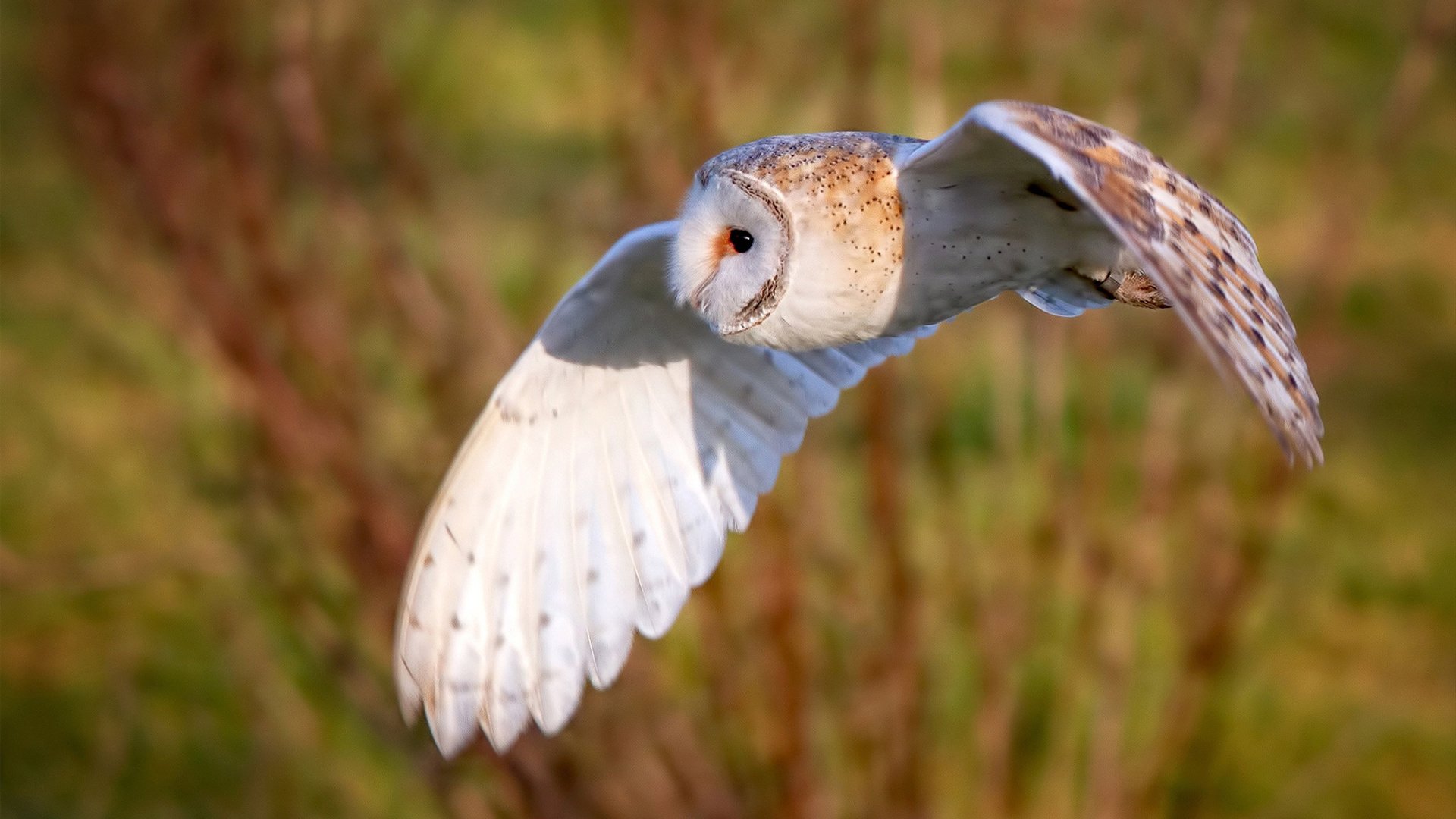当魔术遇上绿军，库里化身哈利·波特式胜负手