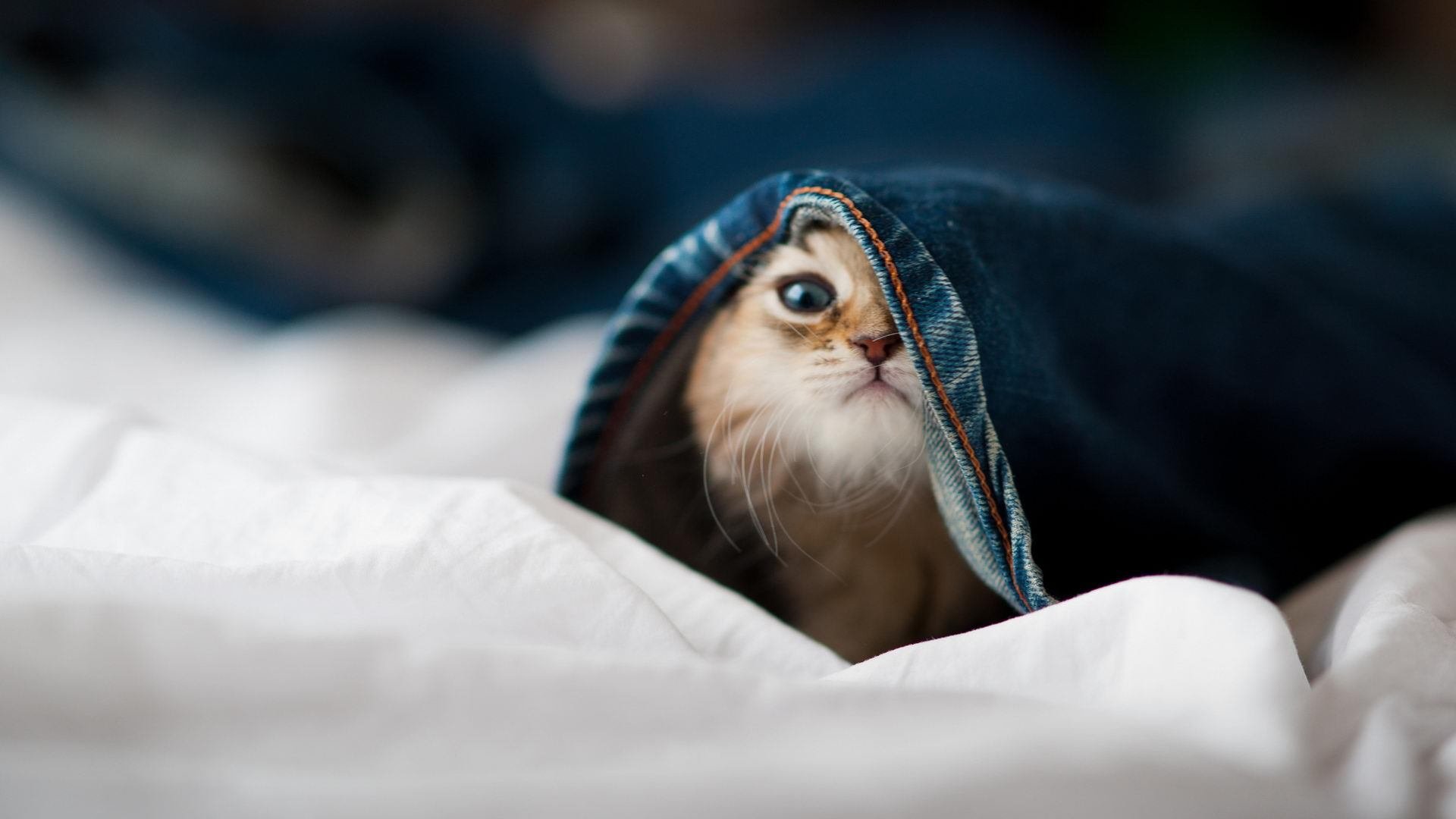 边境烽火与王国陨落，灰熊撕裂者终场逆袭改写北美体育版图