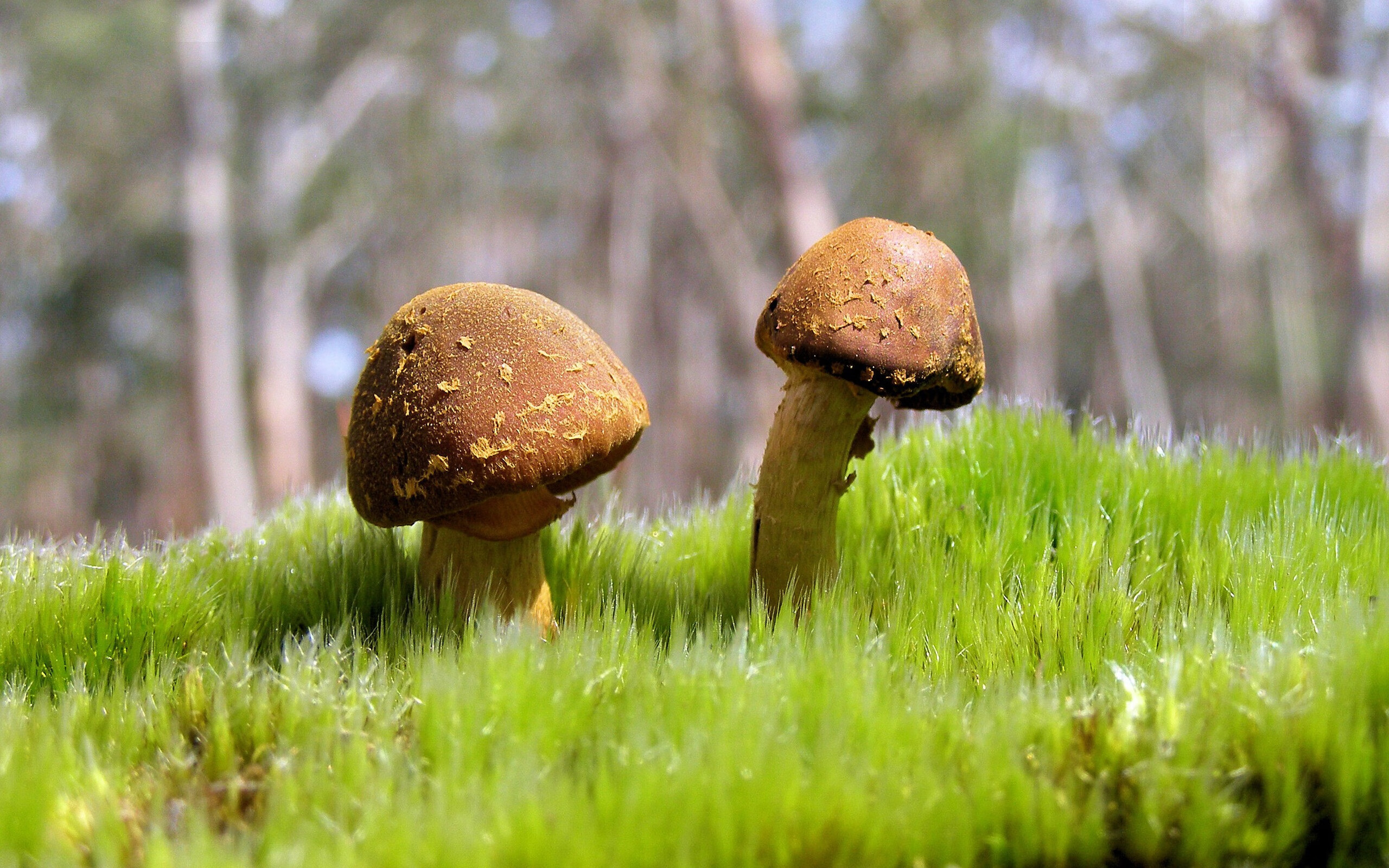 当哈弗茨扛起德国战车时，亚特兰大在奥地利写下了另一种答案