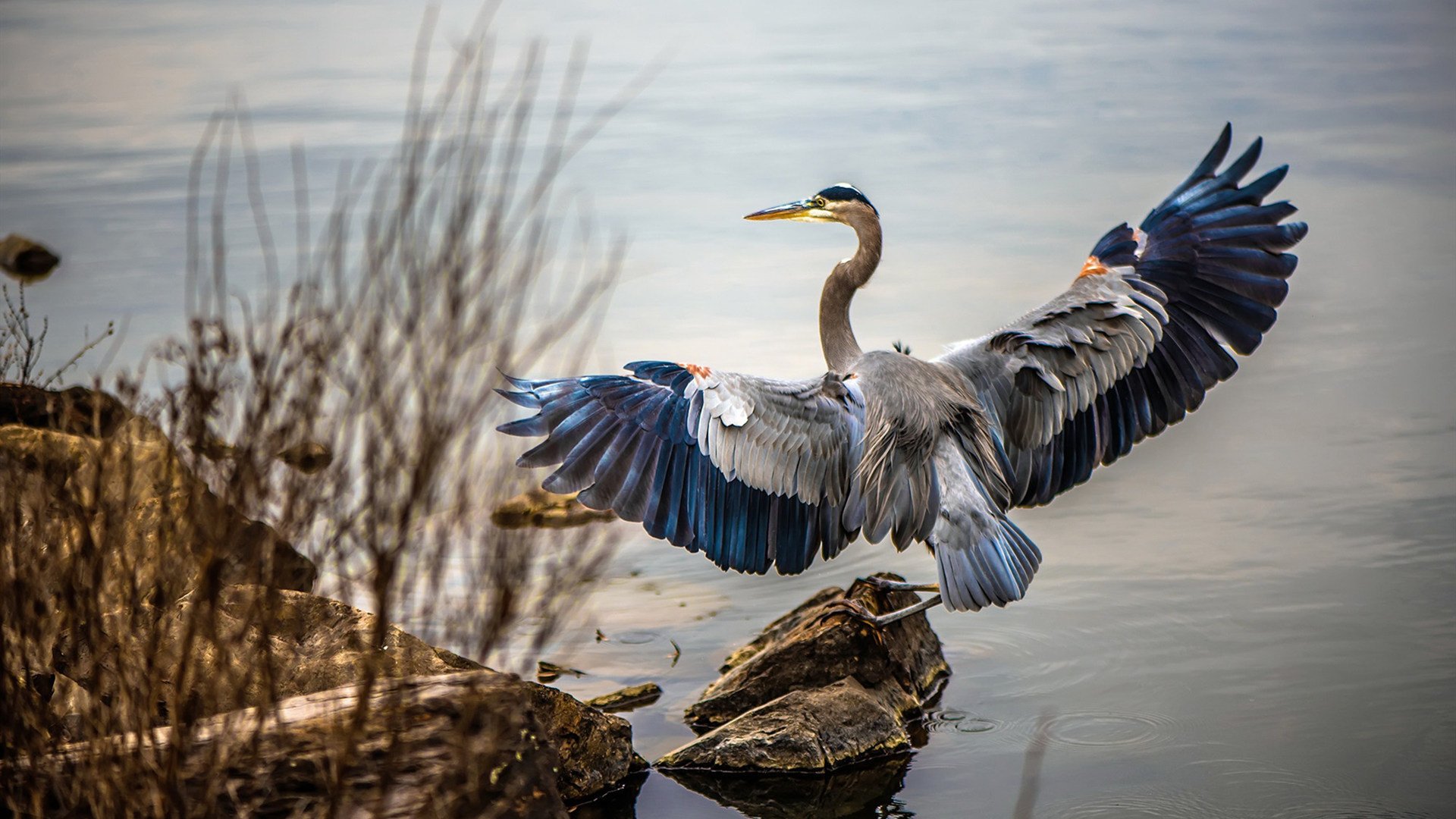冷面手术刀，伦纳德如何用两次暂停肢解活塞，灰熊钢铁防线又是如何令对手窒息
