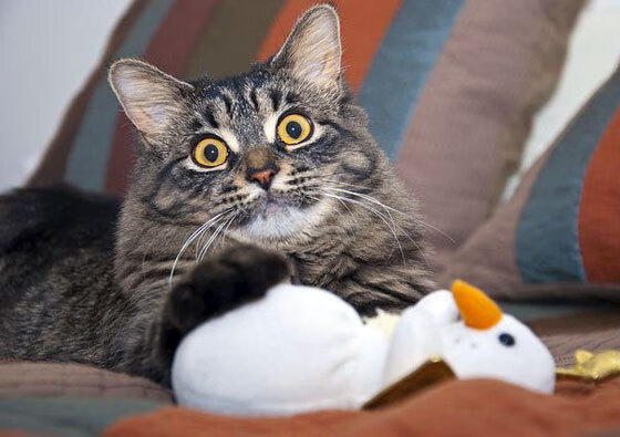 巴黎的夜晚属于谁?阿根廷琴弦拨动逆转狂想曲