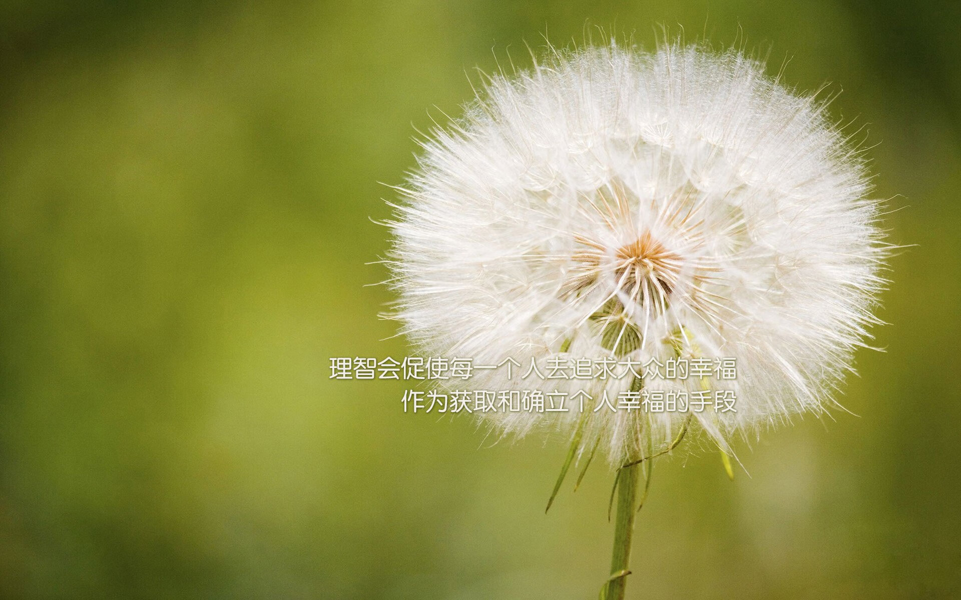 刀锋上的独舞，2026世界杯半决赛，阿方索·戴维斯如何用唯一性终结北欧与中亚的史诗博弈