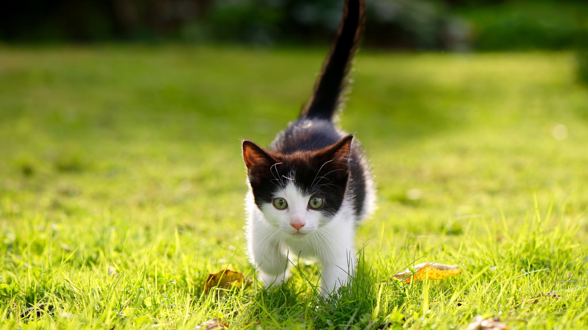 暗夜孤星，德布劳内让世界看见哥斯达黎加的光芒