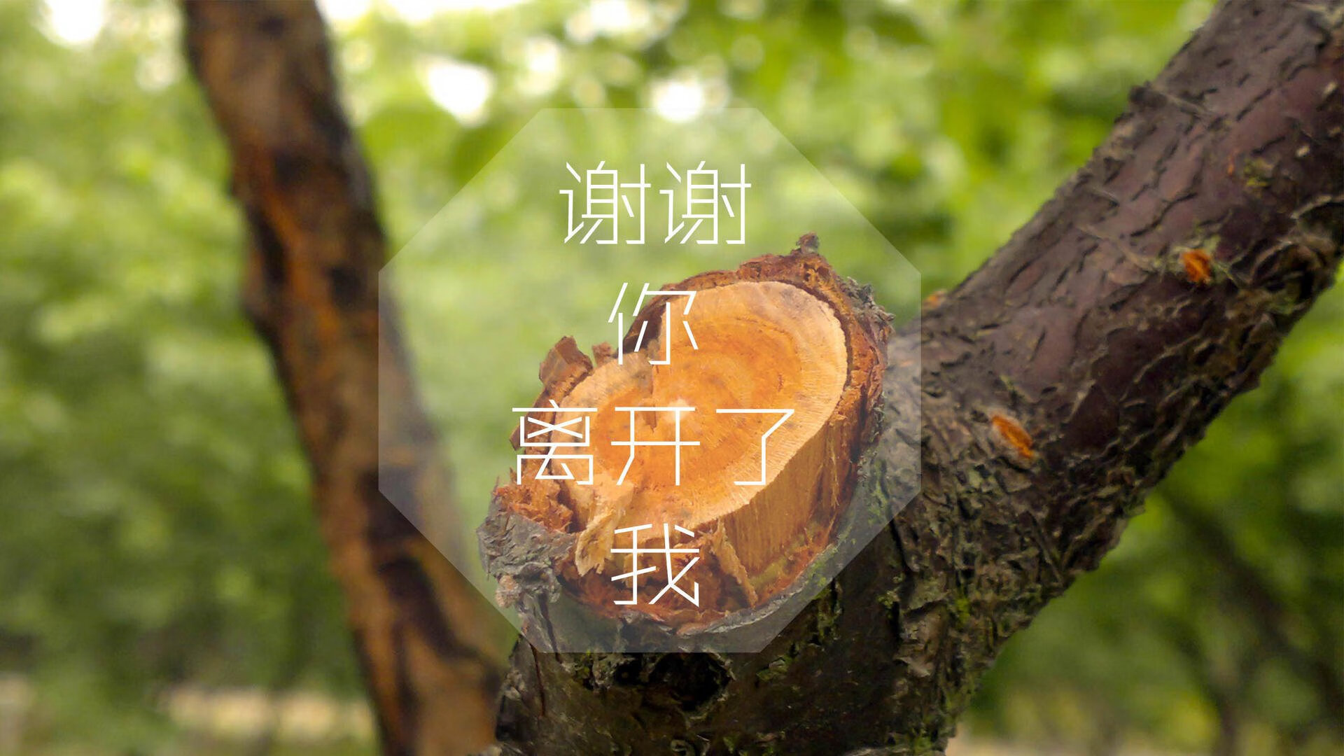 历史重演？不，是全新剧本，2026四分之一决赛，摩洛哥用中场铁幕与坎塞洛之刃横扫西班牙